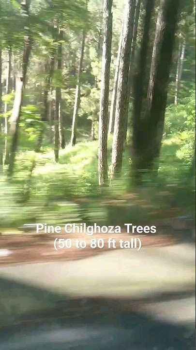 most-expensive-dry-fruit-chilghoza-pine-trees-youtube