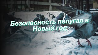 Безопасность попугая в Новый год