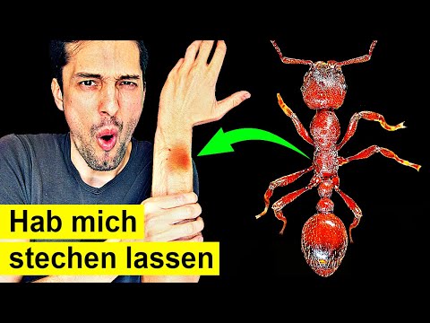 Video: Sind Ameisen gefährlich?