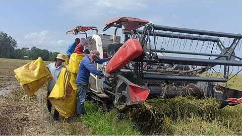 ba máy cắt 70 độ hợp sức cắt lúa quá nhanh tập 54#maibangtv