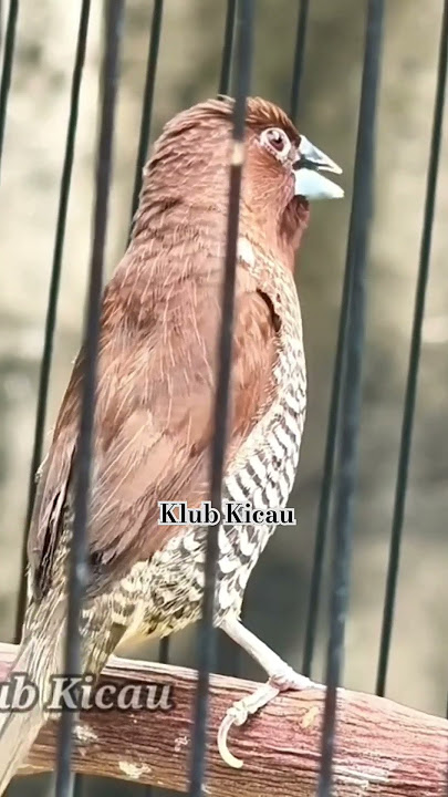 burung emprit Peking gacor suara asli dan isian untuk pancingan short 045