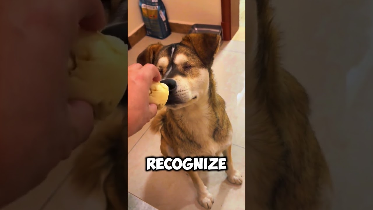 Он не видит… Но его нос никогда не лжёт! 😲