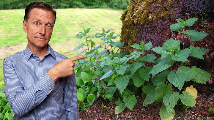 #1 Best Backyard Weed for Arthritis (RHEUMATOID, OSTEO & GOUT) - DayDayNews