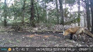 20240425 Duck Chases RedSquirrel Chipmunk Mice Fox Raccoon