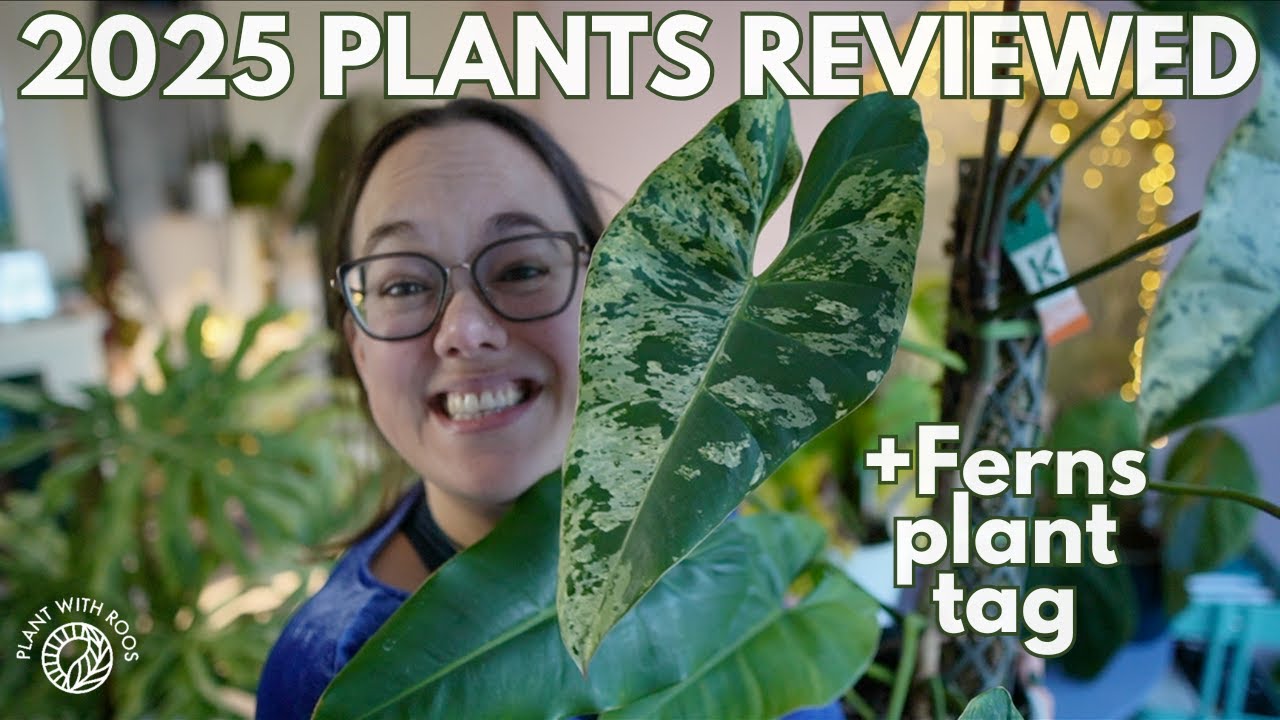 Planty Year in Review and Ferns tag | Plant with Roos