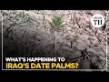 What's happening to Iraq's date palms? | The Hindu