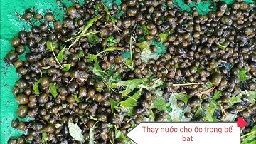 kỹ thuật thay nước cho ốc trong bể bạt