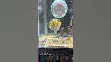 Cá nóc nhím - trái bánh dưới đại dương