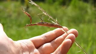 Mantis Religiosa Czyli Modliszka Zwyczajna Lato 2021