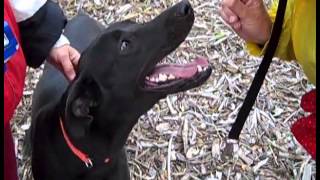 Trixie A Beautiful Great Dane Shepherd Mix