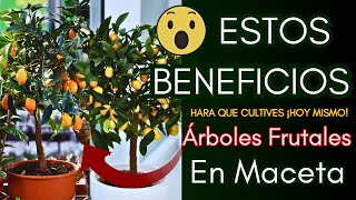 Estos Beneficios hará que cultives ¡HOY MISMO! Árboles Frutales en Maceta en tu jardín o balcón