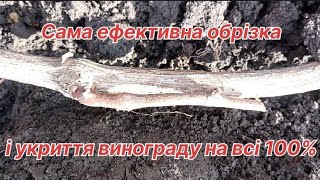 видео: Як ефективно обрізати і укрити в зиму виноградний кущ! картинка: Як ефективно обрізати і укрити в зиму виноградний кущ!