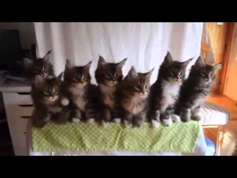 funny-cats-orchestra.-Марш-Преображенского-полка-edition