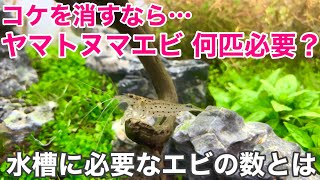 水草水槽のコケ対策基本⑧ 水草水槽に入れるヤマトヌマエビの最適数〜初心者の方は必見！ネイチャーアクアリウムでコケが出た場合の対策。Amano shrimp in aquarium