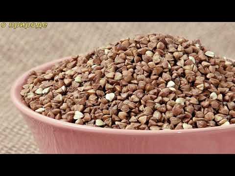 ИНТЕРЕСНЫЕ ФАКТЫ О ГРЕЧКЕ.