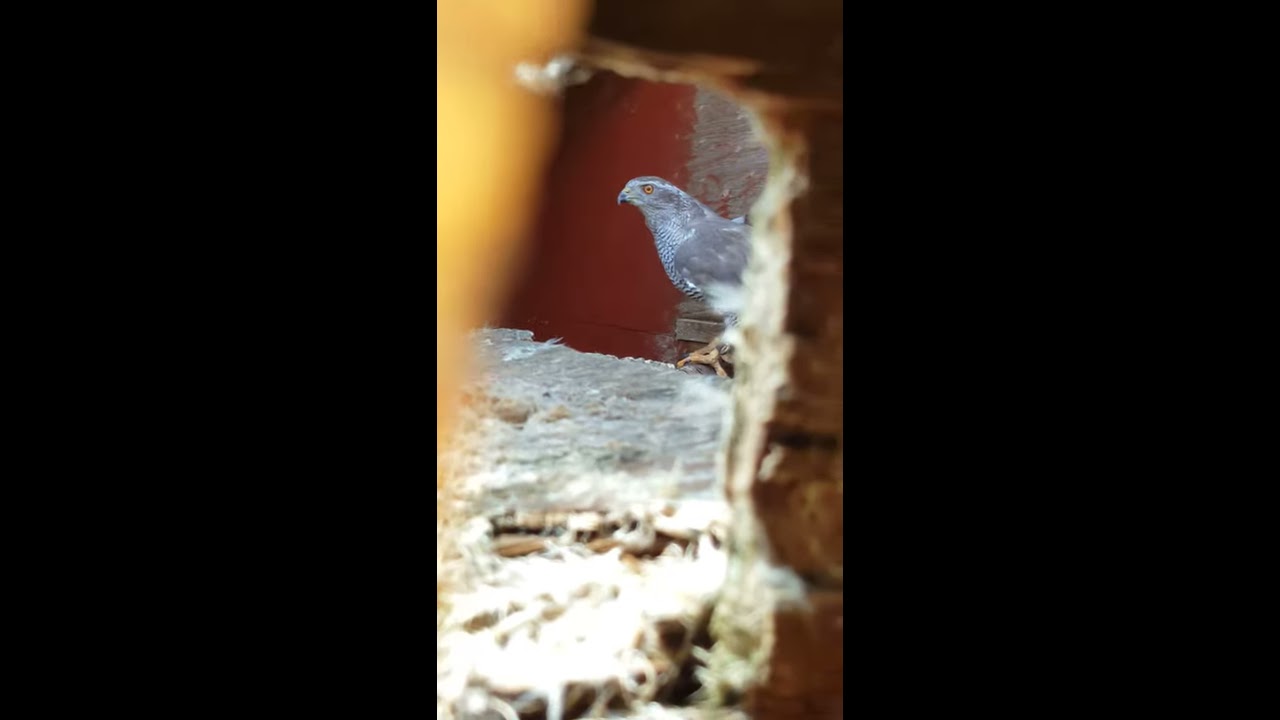 2020 100% Finnish Goshawks Two Males and 1 Female (Mother) Part 2