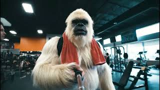 Yeti hits the gym on the road to the 2026 Arnold Classic!