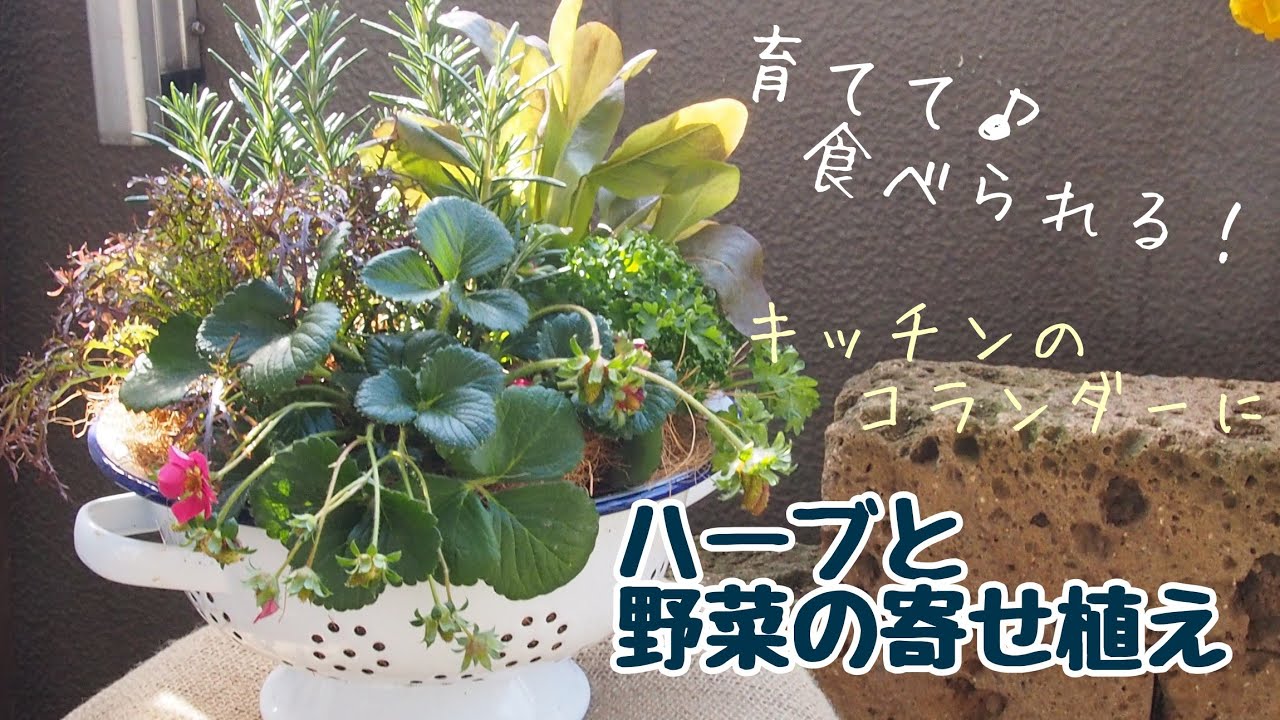 ガーデニング 育てて 食べれる ハーブと野菜の寄せ植え Youtube