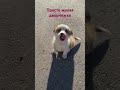 Милая дворняжка #puppy