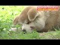 生後3カ月の秋田犬・大馬(だいま)有害鳥獣駆除で住民帰還を待つ街の「ただいま」を後押し【福島発】 (21/05/14 06:00)