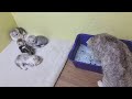 Мама кошка учит котят кушать сухой корм и ходить в туалет с наполнителем силикагель