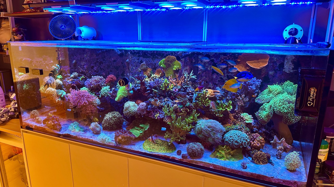 UNS R180 Update August 2026 - Coral Warfare!
