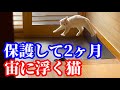 玄関が騒がしいと思ったら、保護した猫が宙に浮いてた
