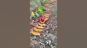 Ốc sên bạch ăn bí đỏ #ocsenbach #ốcsên #ốcsênviệtnam #snail