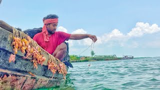 জীবনে প্রথমবার হেরোভাঙ্গা নদীতে মুরগির নাড়ি দিয়ে বড়ঁশি দিলাম@SundarbanNaturalVlog-kp1ww