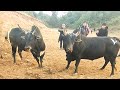 Satya  rynnuid  iadaw masi today  iatur masi today  bull fighting today
