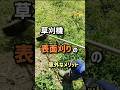 草刈機、表面刈りの意外なメリット