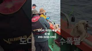 포항선상낚시 도다리낚시