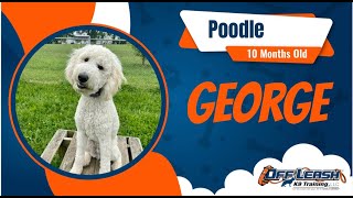 Dog Training Near Fort Wayne | 10 Months Old Poodle | OLK9 Fort Wayne