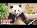 Volume Up! Here's Your ASMR Of Panda Munching | iPanda
