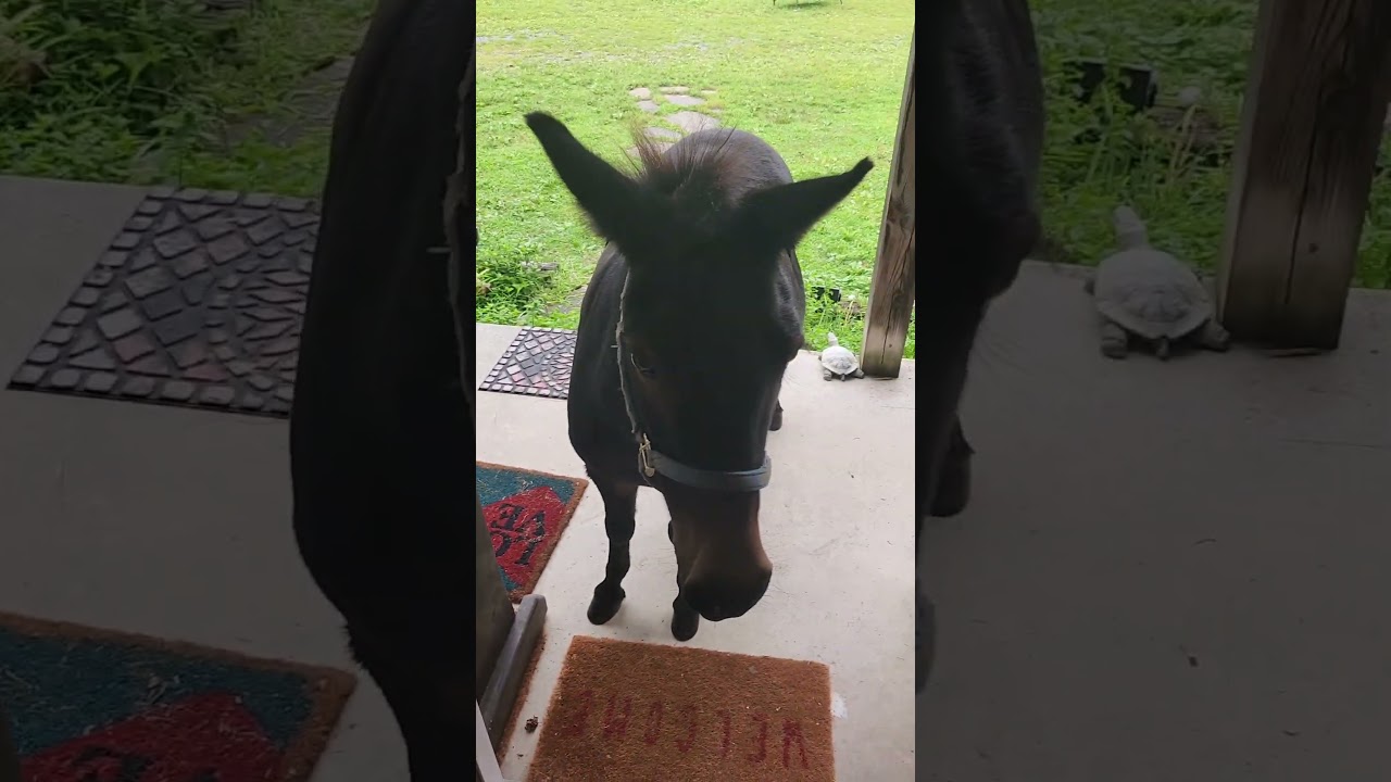 Morning Tea ✝️🙏 