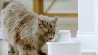  Premier Pet 128oz Pet Fountain