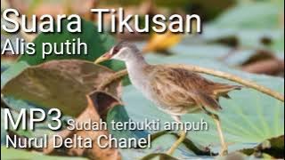 Suara burung tikusan sawah ampuh buat pikat 2022