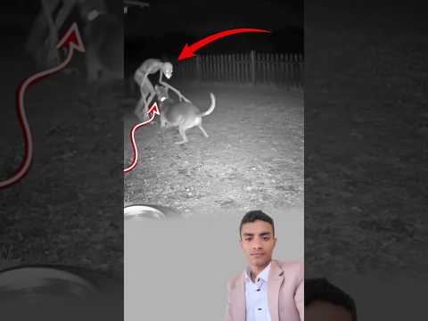تمايل الشبح أمام المنزل والكلب يهاجمه بلا ترد د صراع قصير لكنه مليء برهبة الظلام اكسبلور لايك