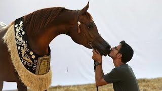 The beautiful Red color Arbaic Horse