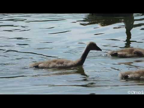 Canada goose family