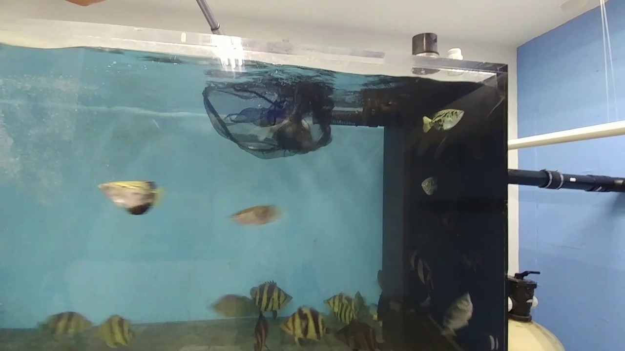 Snow Datnoid with ST - YouTube