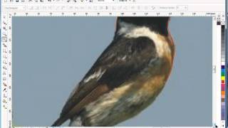 Vectorizare In Corel.avi