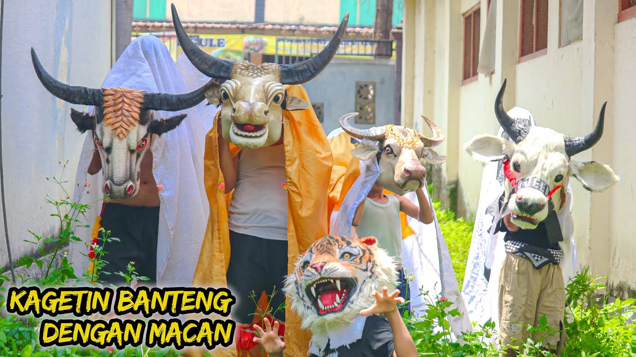 KAGETIN BANTENG DENGAN MACAN 🤣🐄 