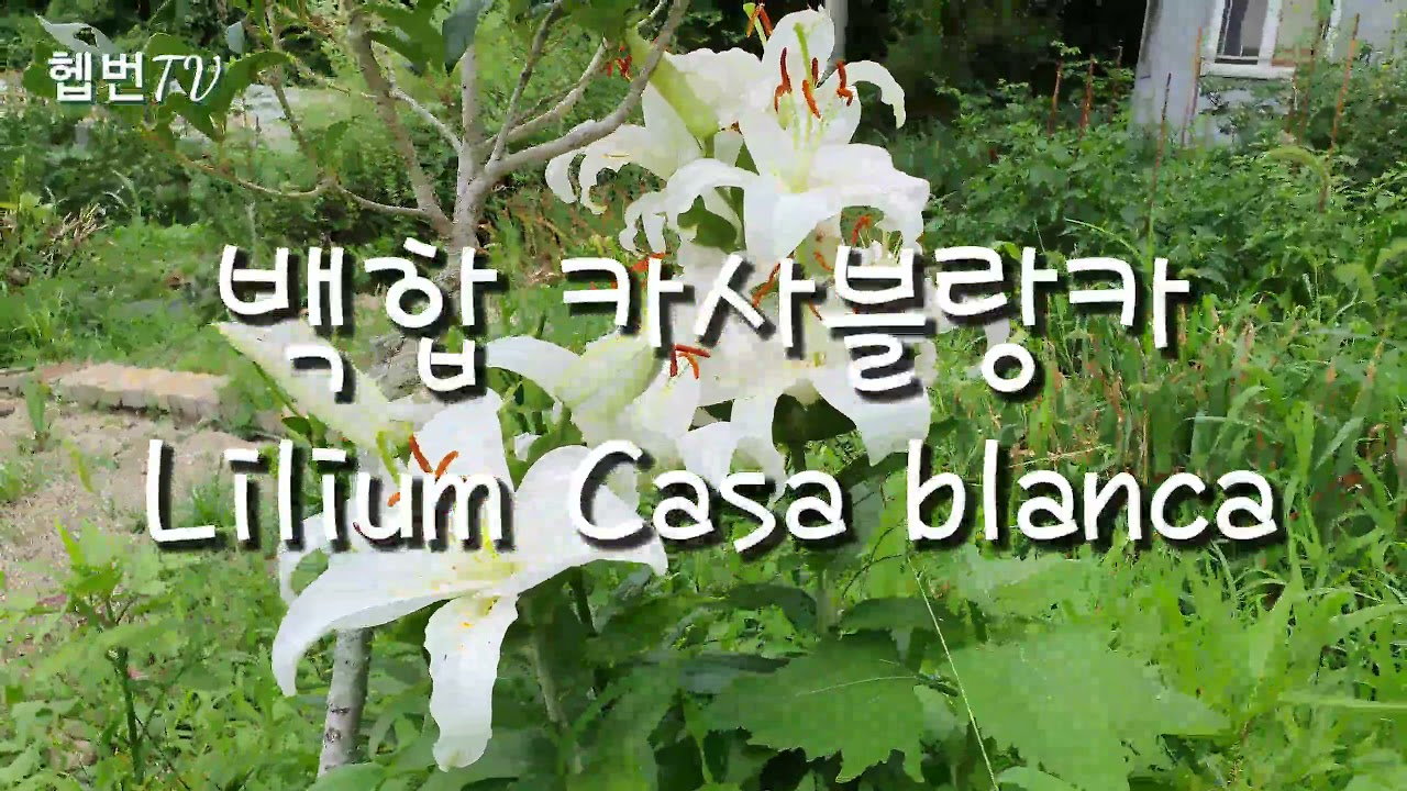 🌳 Hepburn's garden 🌳        🦢 백합 카사블랑카 🦢 Lilium Casa blanca 🦢 오리엔탈계 백합 🦢 7월에 피는 백합 🦢 민화작가의 뜨락 🦢