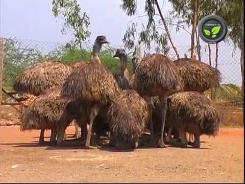 Video: Շամրուկ