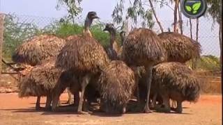 Emu Bird Farming - An Introduction