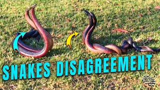 Two Snakes Engaging in a Disagreement