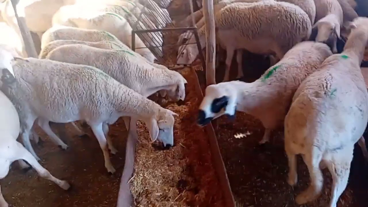 Salm lekote kayen 70 na3eja meliha likasato itasele 0616539536