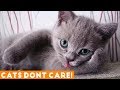 THESE CATS JUST DON  39 T CARE  TRY NOT TO LAUGH Ultimate Funny Cats March 2018   Funny Pet Videos