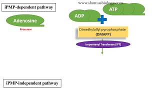 Cytokinin biosynthesis pathway